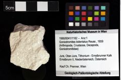 Foto (Objket + Etiketten) von Goniodromites bidentatus (Reuss, 1859) 